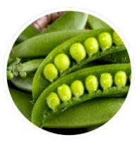 Pea Starch