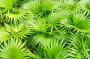 Saw Palmetto Extract