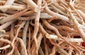 Tongkat Ali Root